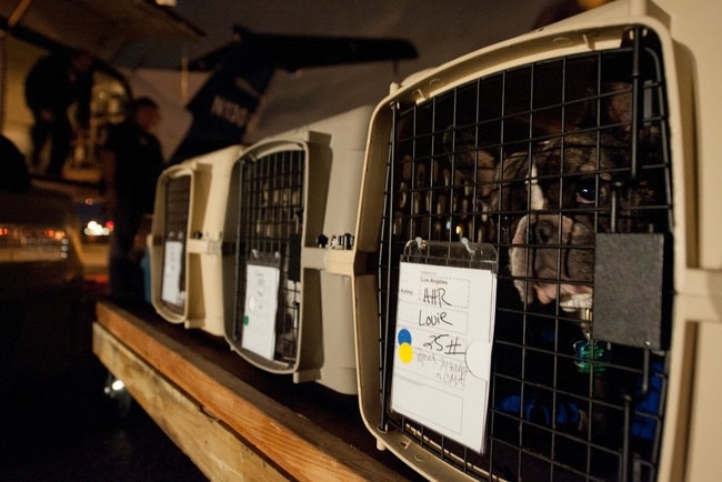 ارسال حیوانات خانگی به خارج